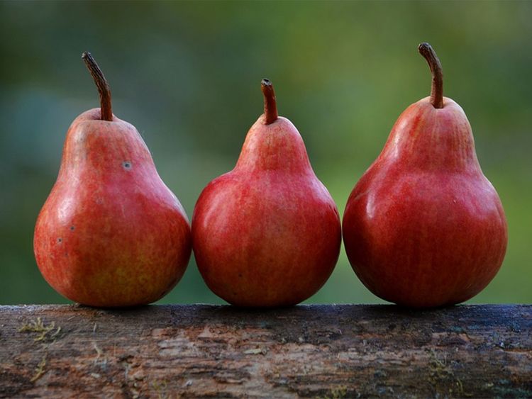 How pear fruit can keep you healthy