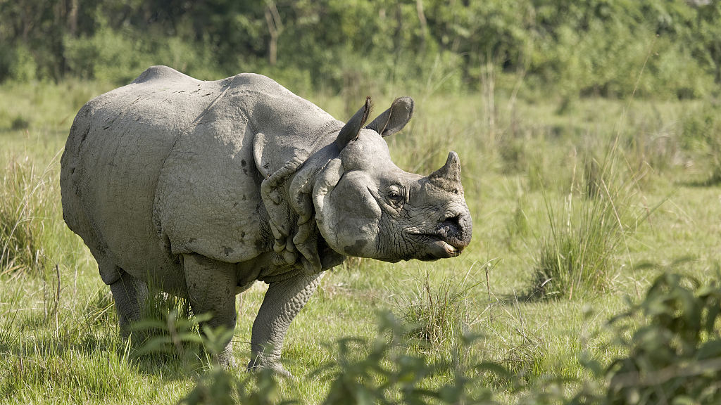 Two rhinos die in a week in Chitwan National Park