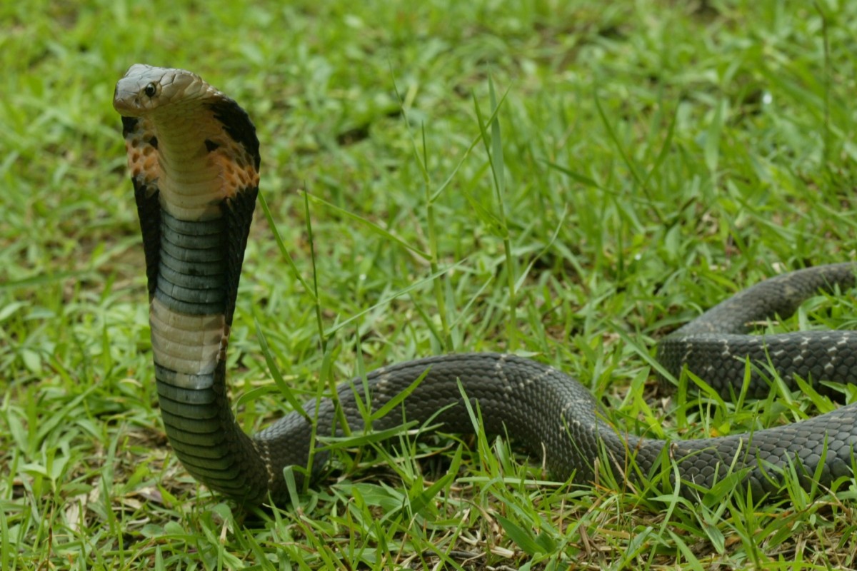 Kanchanpur spots rare snake species