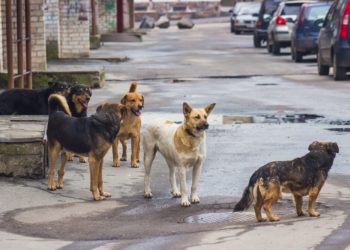 Study says stray dogs can better understand human gestures