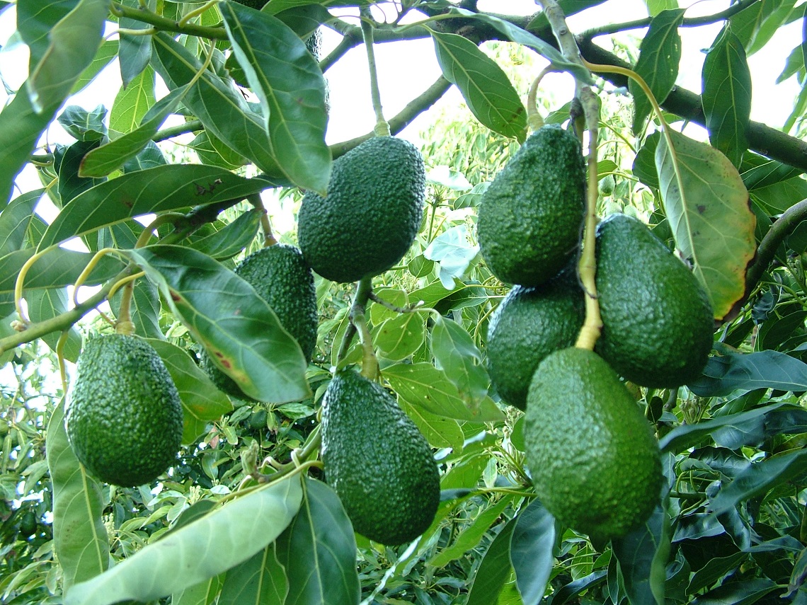 Dhankuta farmers falling in love with avocado