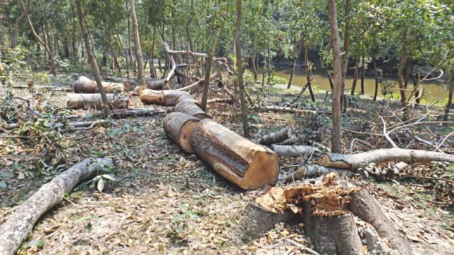 Over 11 thousand trees chopped down for Arun III, Koshi corridor