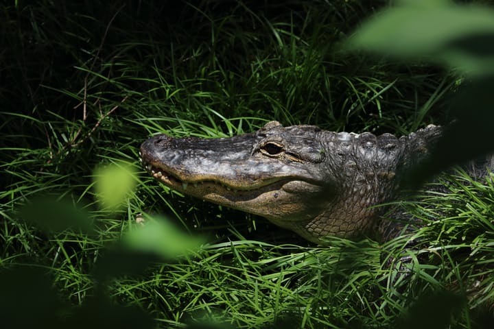 Three crocodiles found dead