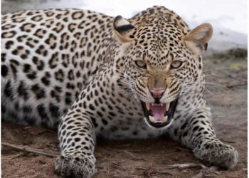 One injured in leopard attack in Chandragiri-9