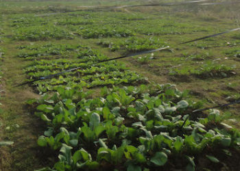 Organic farming system in far-west