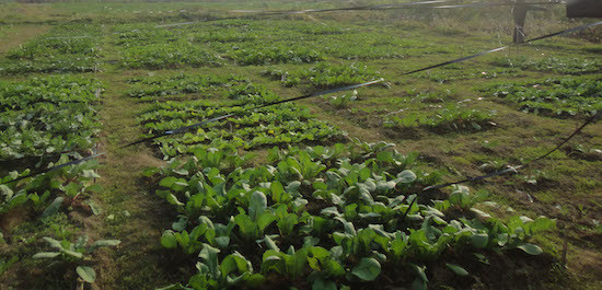 Biratmode farmers in organic farming