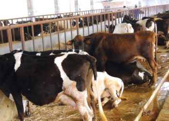 Neither the market for milk, nor the provision of fodder