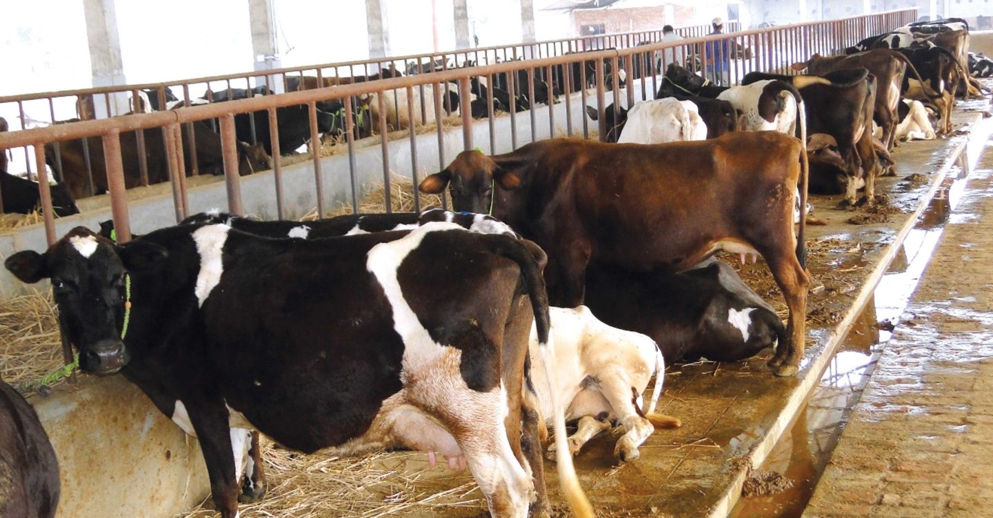 Neither the market for milk, nor the provision of fodder