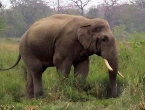 Elephant tramples elederly man to death in Jhapa
