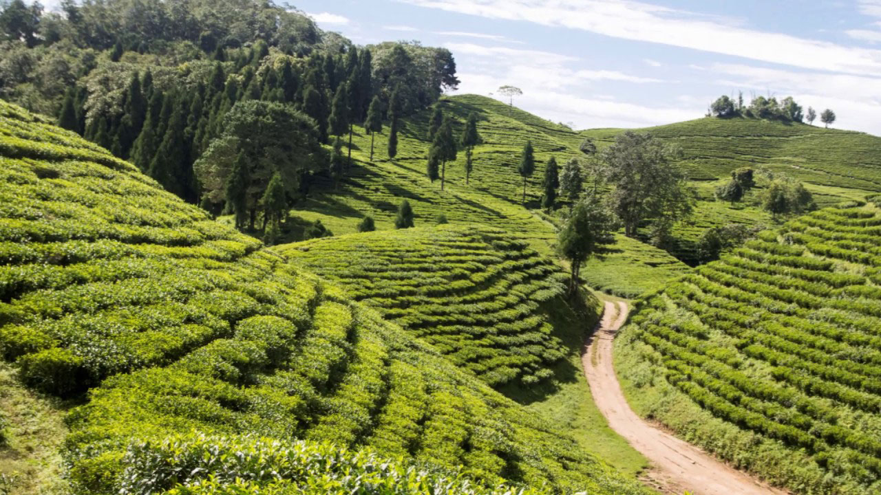 Ilam tea farmers in mood to quit tea farming