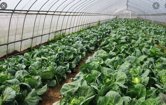 Vegetable farming gives fine returns