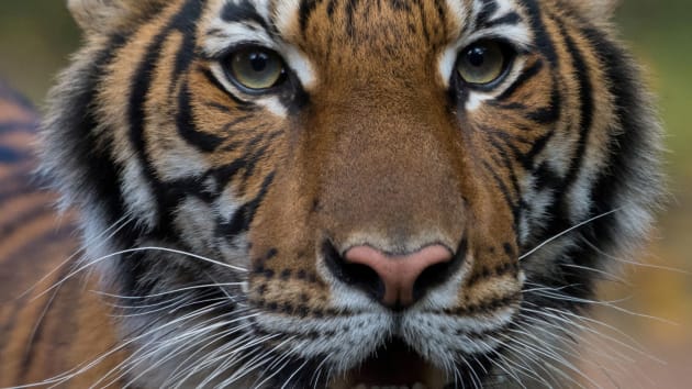Woman injured in tiger attack