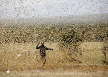 Monsoon serves as a breeding ground in attracting locusts