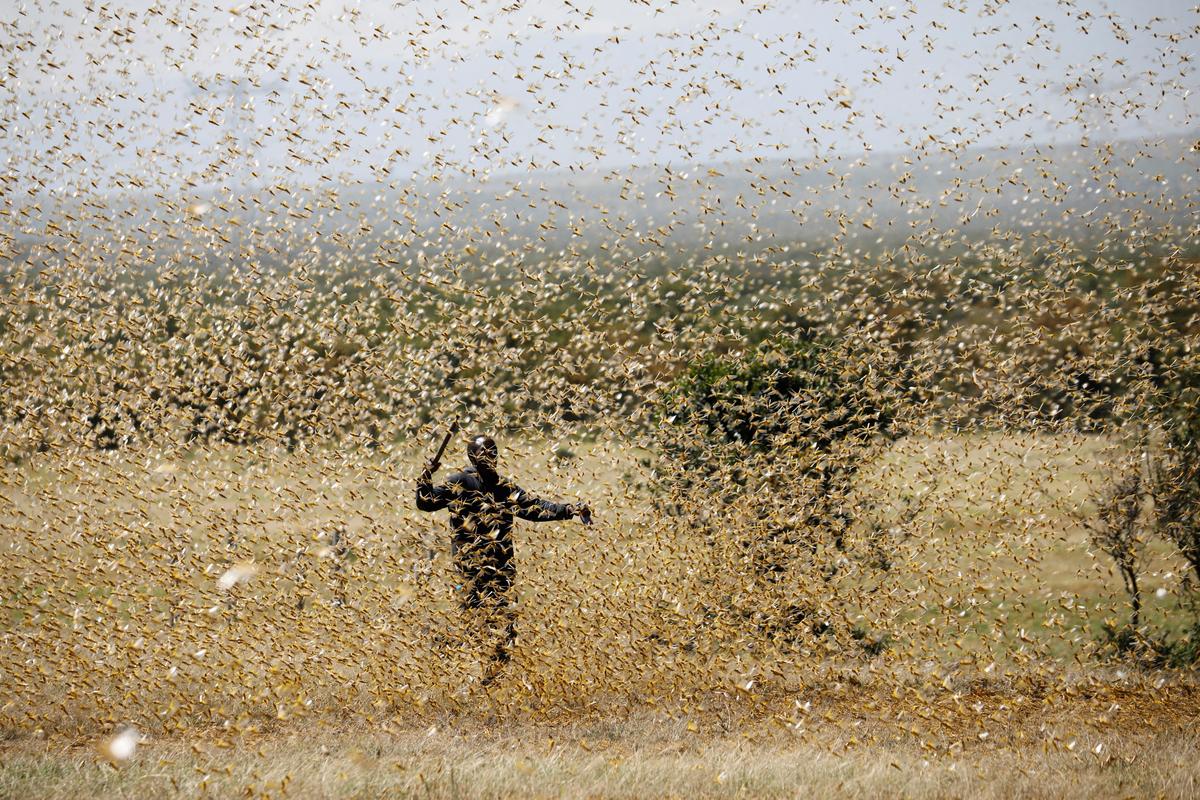 Locusts can be controlled