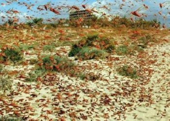 Locusts fly back to Syangja’s Kaligandaki in a larger group