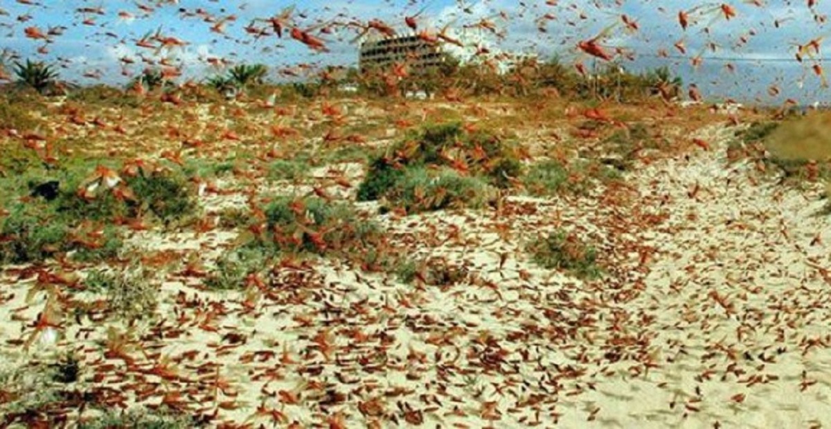 Locusts fly back to Syangja’s Kaligandaki in a larger group