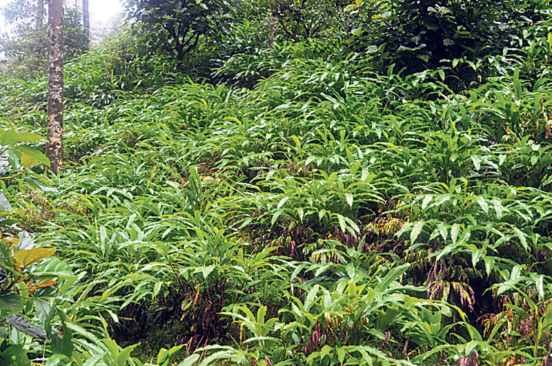Five species of Nepali cardamom identified