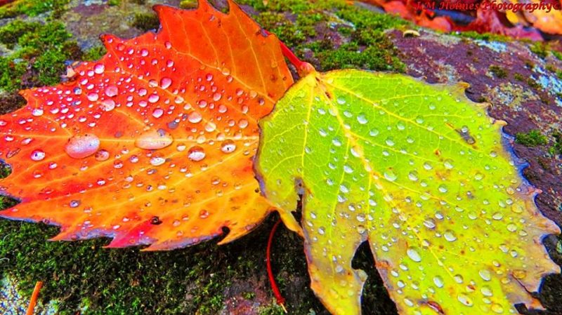 Explainer: Leaves change color. Why?