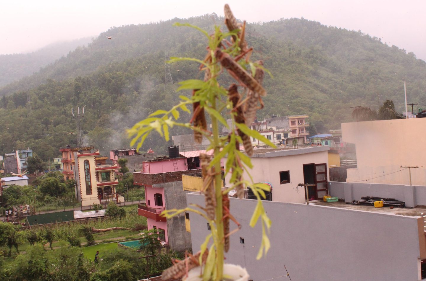Locusts spotted in Kathmandu Valley as well