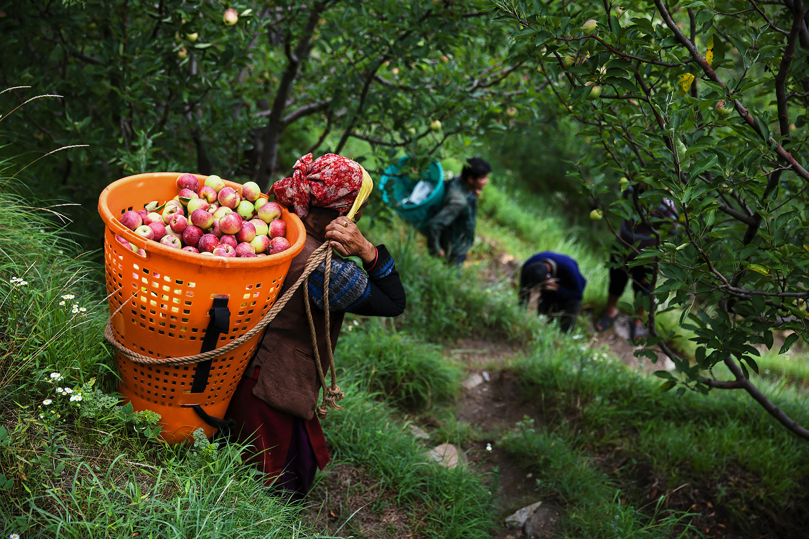 Indian orchardists fully relying on Nepali workers