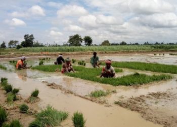 Inadequate rains leads to only 40 percent rice transplantation in Mahottari