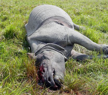 Rhino electrocuted in Chitwan