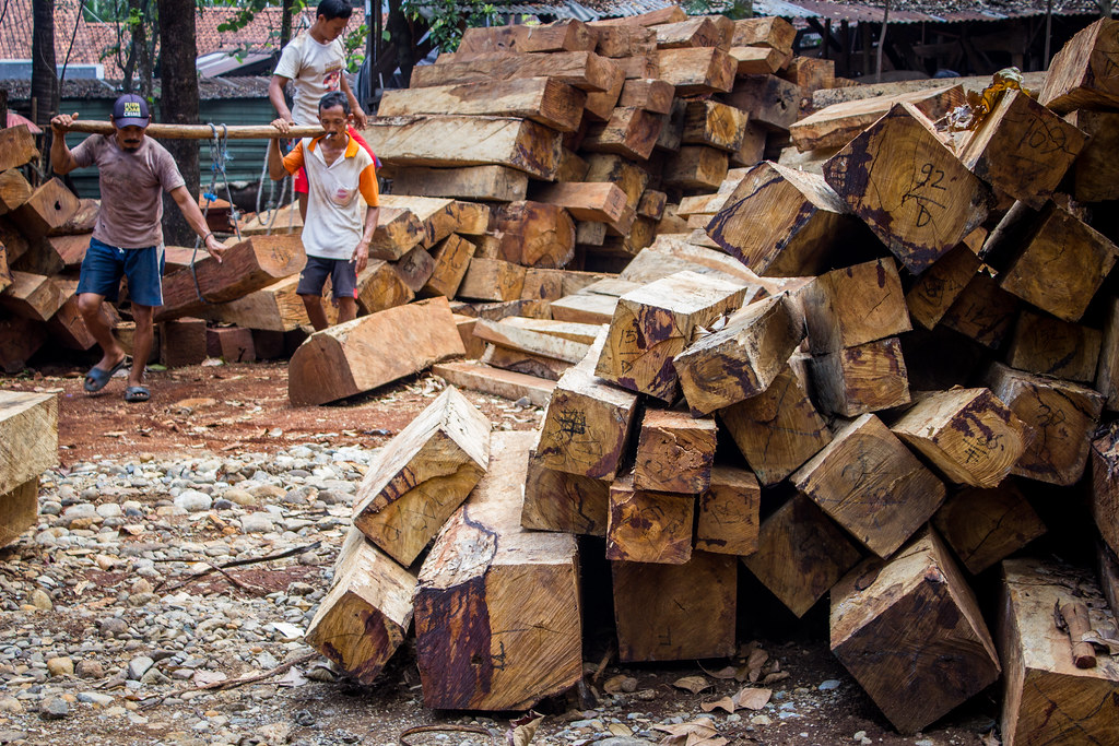 Timber entrepreneurs hit hard in Pyuthan
