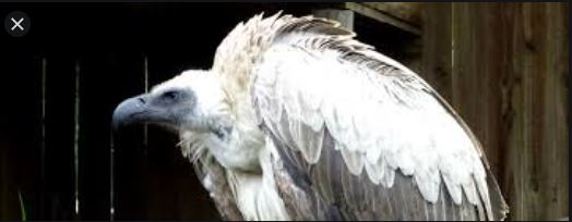 White Himalayan vulture spotted in Manang