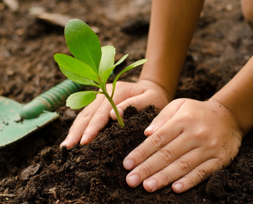 Join a caravan and plant a tree on your birthday