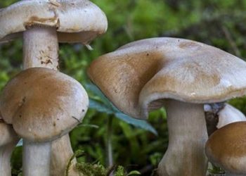 15 fall ill after consuming poisonous mushroom in Butwal