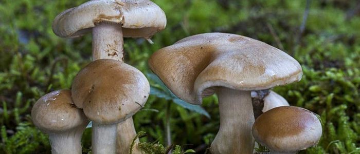 19 people fall sick while eating wild mushrooms in Rupandehi