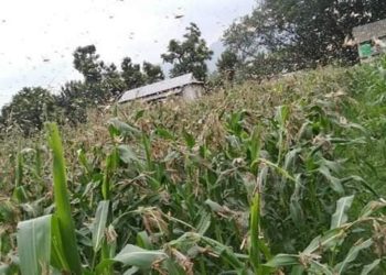 Locusts damage crops in 10 districts of Nepal