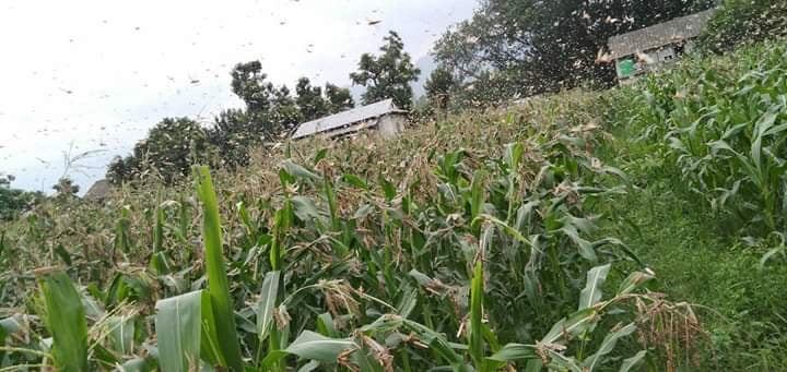 Locusts dying due to unfavorable environment