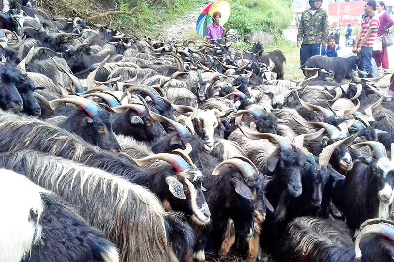 Food Management and Trading Company to sell goats online for Dashain