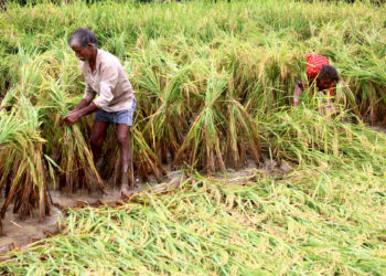 Farmers bear the brunt due to delay in fixing floor price of paddy