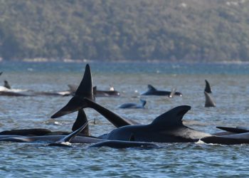 90 whales die in Australia’s ocean