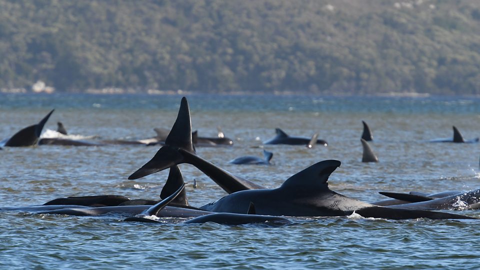 90 whales die in Australia’s ocean
