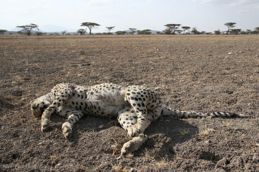 Cheetah killed in road accident
