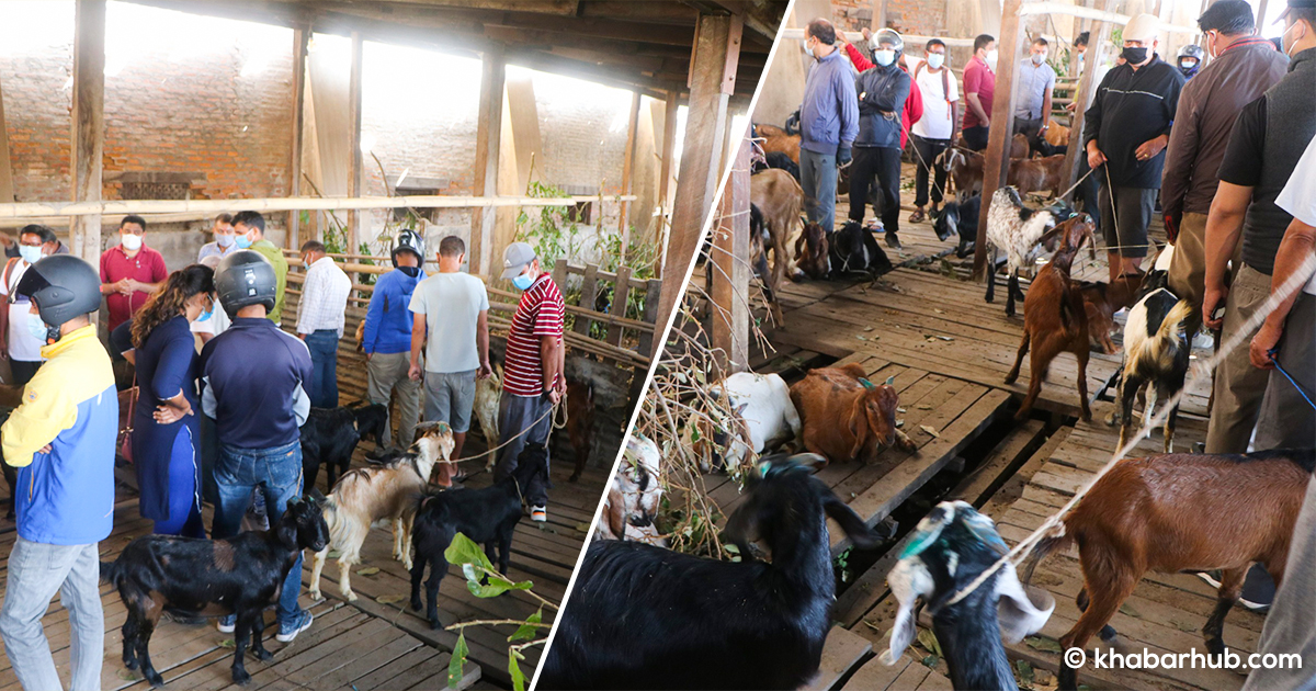 State-owned Trading company starts selling goats for Dashain (in pics)