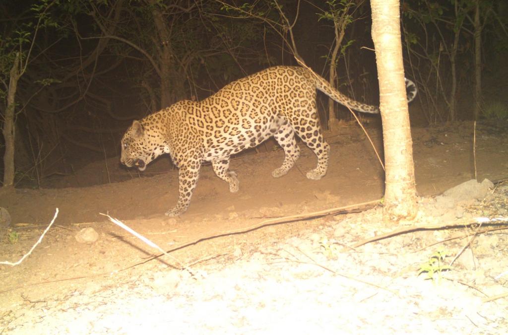 Cheetah spreading terror around TU area caught