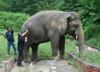 Elephant dubbed  “world’s loneliest” landed in Cambodia