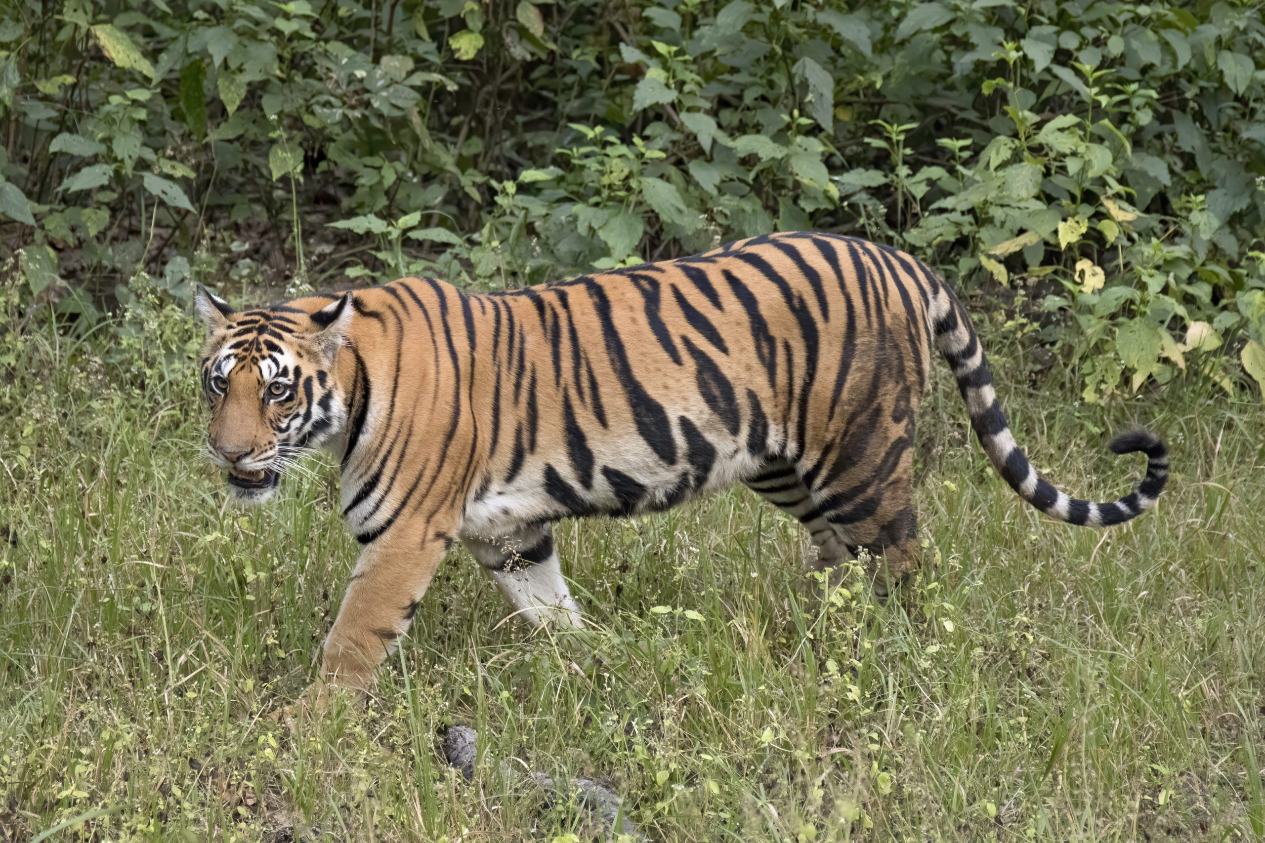 National Tiger Survey begins today; 100 enumerators mobilized