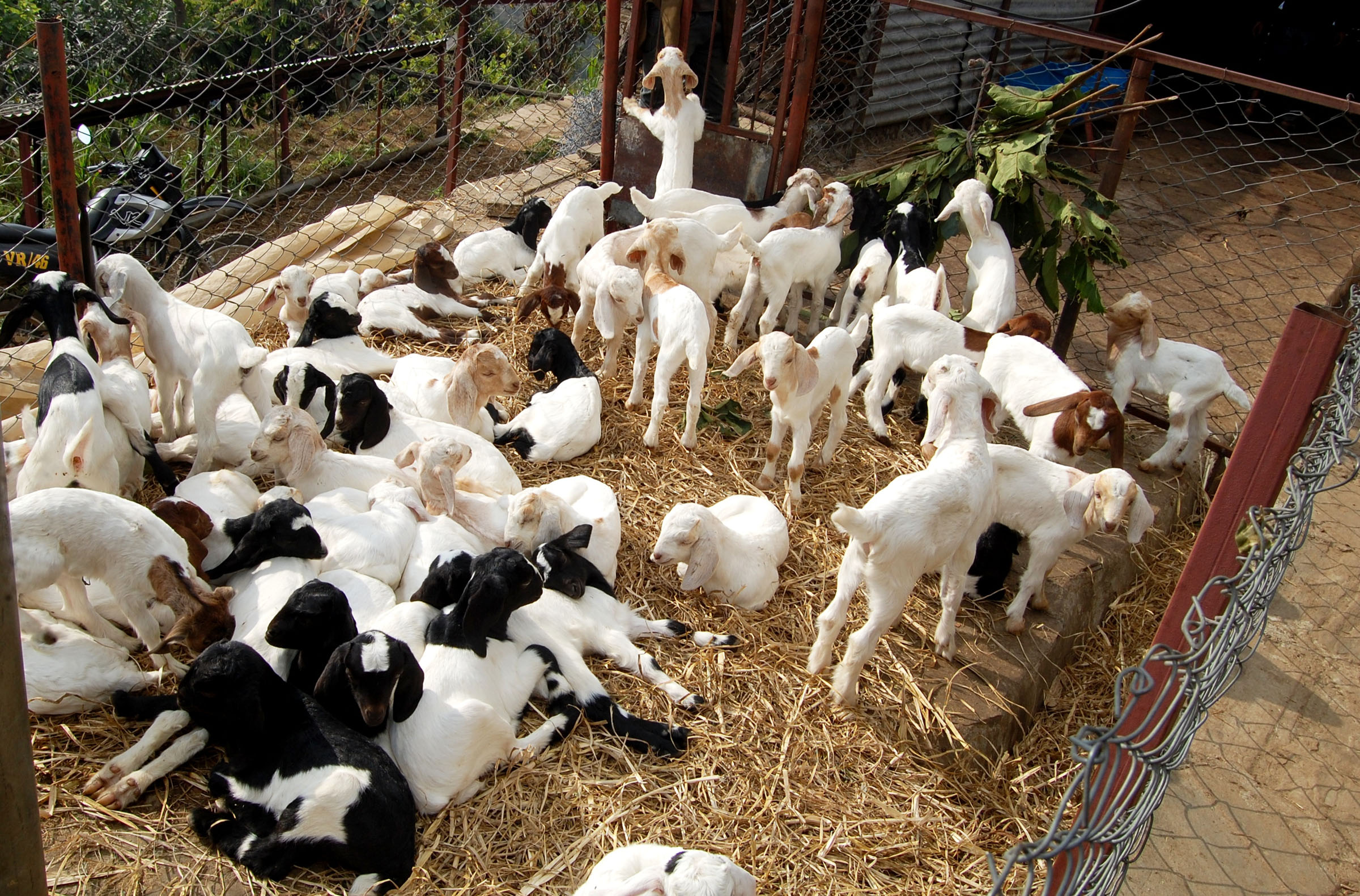 74 thousand goats in Parsa vaccinated against PPR