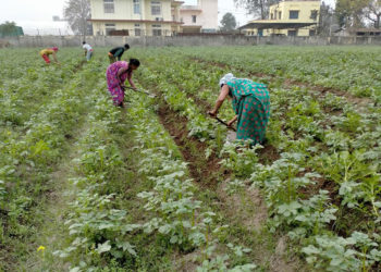 Myagdi farmers find their calling in potato cultivation