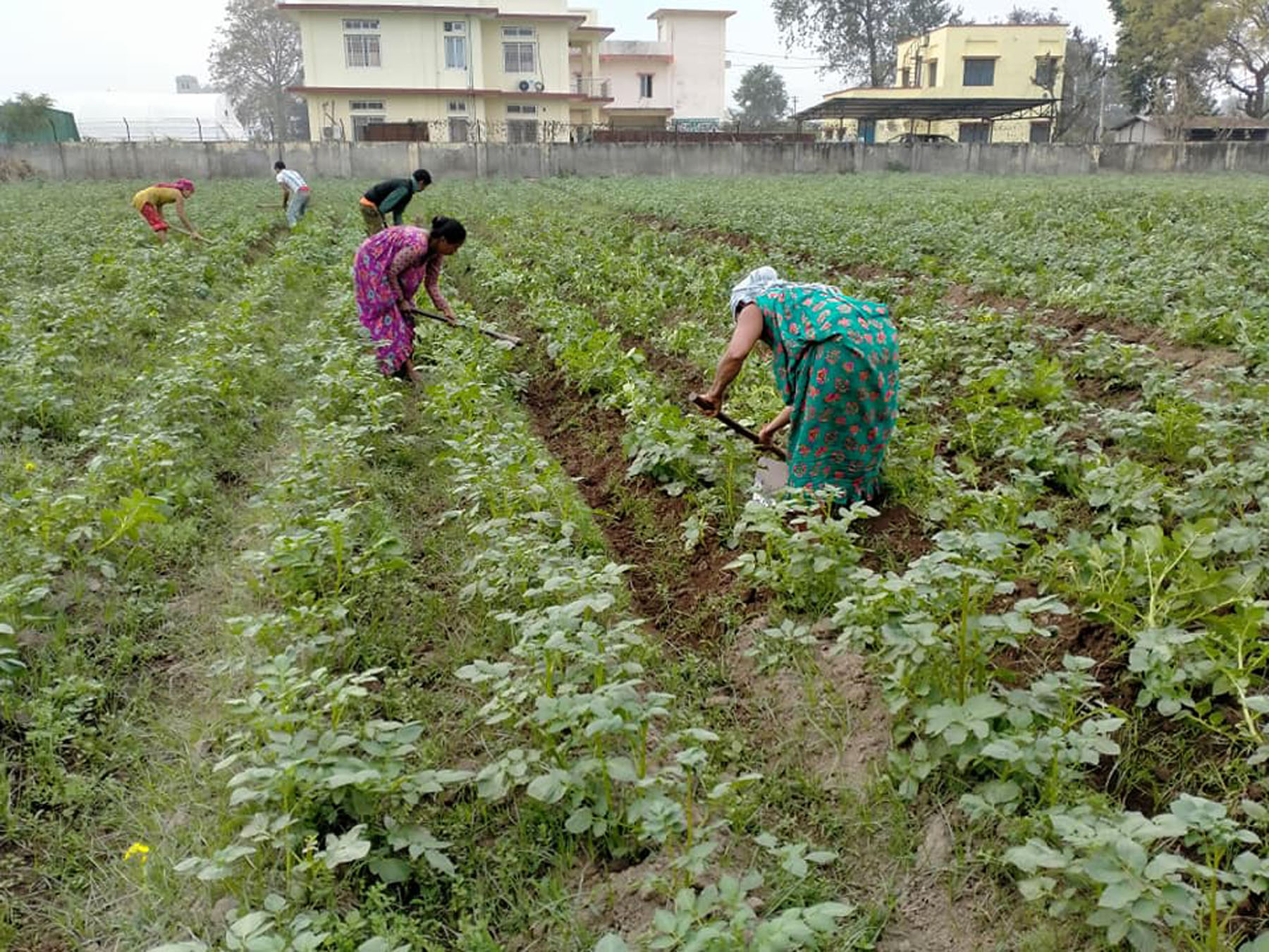 Myagdi farmers find their calling in potato cultivation