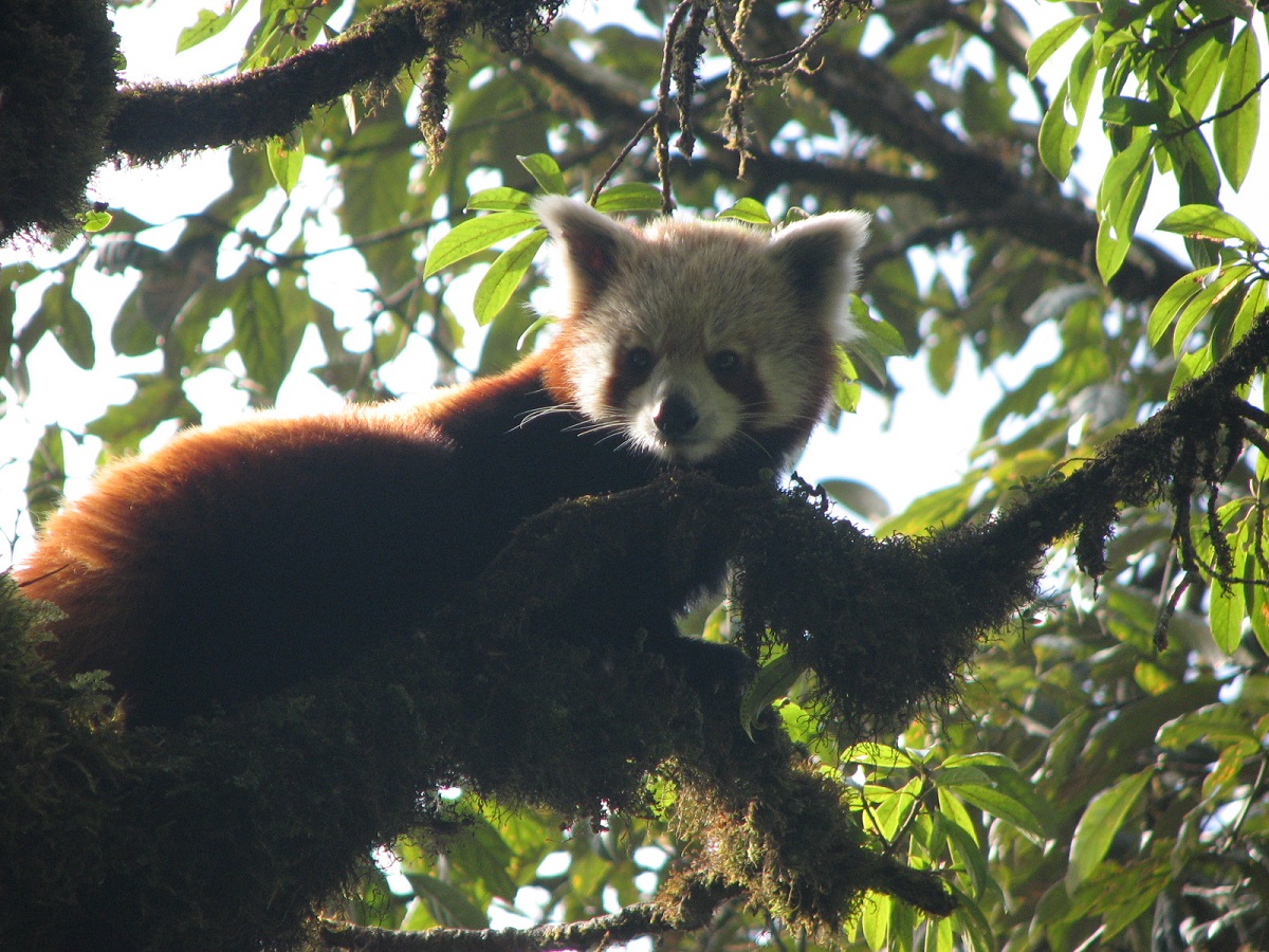 Nepal introduces red panda conservation in school curriculum