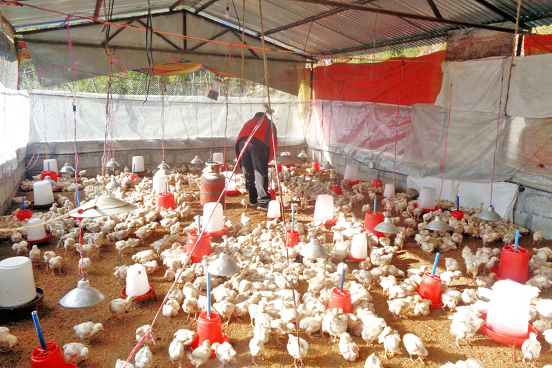 Grocer runs livestock farming with huge investment