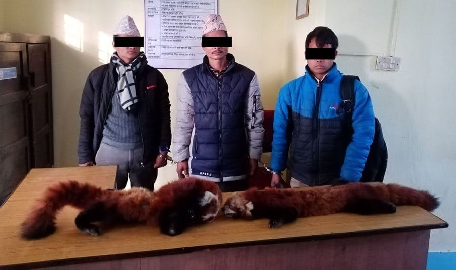 Three arrested with red panda hides in Banke