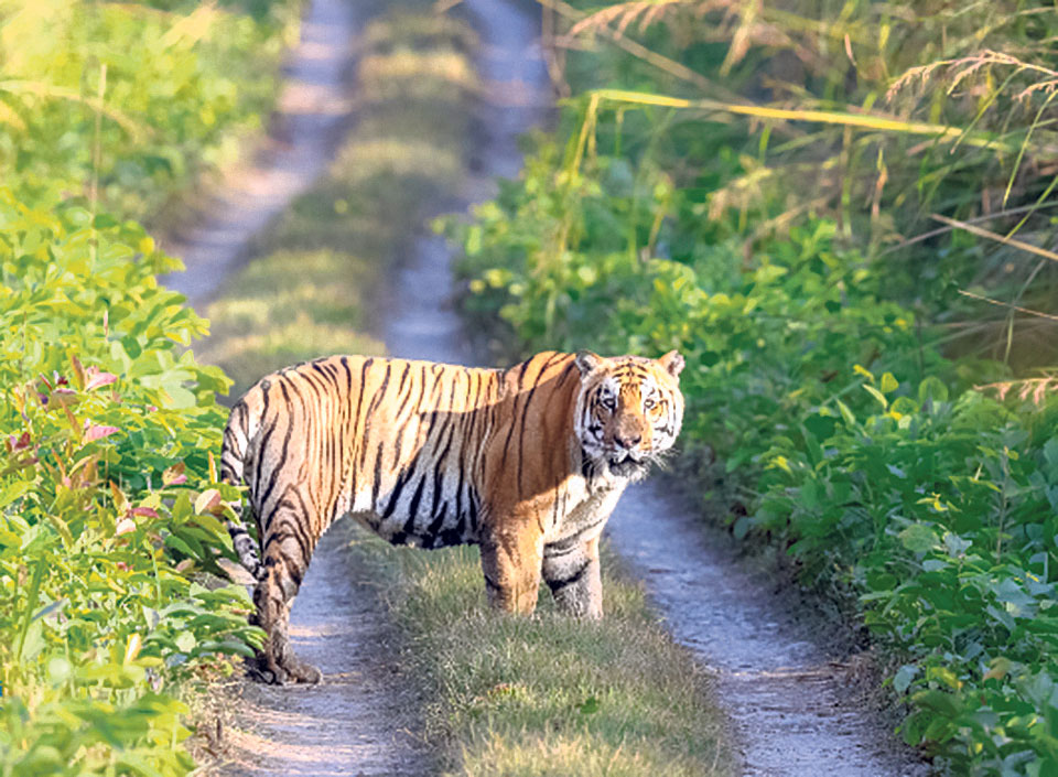 Human-wildlife conflict results in 29 human casualties in Banke, Bardiya in past five years
