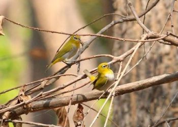 Bird census starts in Nepal